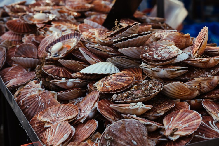 tray of scallops